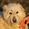 Sandy - hübsche Wuschelhündin