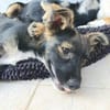 Sparky wünscht sich eine Familie