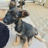 Sparky wünscht sich eine Familie