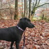 Linus: energievoller Charmeur in D