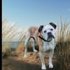 Mino sucht eine Heimat.Gnadenadoption