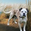 Mino sucht eine Heimat.Gnadenadoption