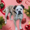 Mino sucht eine Heimat.Gnadenadoption