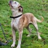 Mino sucht eine Heimat.Gnadenadoption