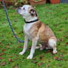 Mino sucht eine Heimat.Gnadenadoption