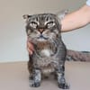 Tulo - Pechvogel sucht dringend Zuhause