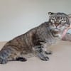 Tulo - Pechvogel sucht dringend Zuhause
