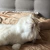 Vincent wunderschöner Thai Kater