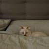 Vincent wunderschöner Thai Kater