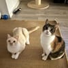 Vincent wunderschöner Thai Kater
