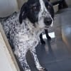 liebe Luna sucht eine Familie