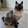 Shani - Scheidungsopfer sucht Zuhause!