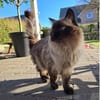 Shani - Scheidungsopfer sucht Zuhause!