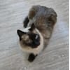 Shani - Scheidungsopfer sucht Zuhause!