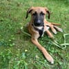 Cortie sucht liebevolle Familie....