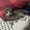 Finlo aus dem Tierschutz