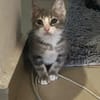 Finlo aus dem Tierschutz