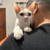 Ori aus dem Tierschutz