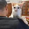 Ori aus dem Tierschutz