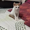 Ori aus dem Tierschutz