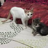 Ori aus dem Tierschutz