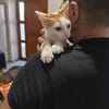 Ori aus dem Tierschutz