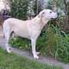 Murray sucht ein Zuhause als Einzelprinz