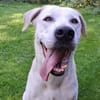 Murray sucht ein Zuhause als Einzelprinz