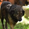 Zauberhafte Mona sucht Ihr Zuhause