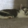 MINOUCHAT