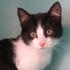 REGLISSE