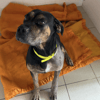 Pheeline (en cours d'adoption)