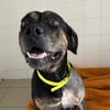 Pheeline (en cours d'adoption)