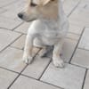 Lumi