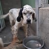 MIRTA simil setter