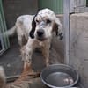 MIRTA simil setter