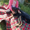 Zauberhafter Familienhund Rocky