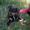 Zauberhafter Familienhund Rocky