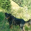 Zauberhafter Familienhund Rocky