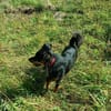 Zauberhafter Familienhund Rocky