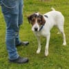 Tino - Zuhause mit ❤gesucht