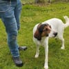Tino - Zuhause mit ❤gesucht
