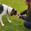 Tino - Zuhause mit ❤gesucht