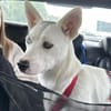 Peggy - Zuhause gesucht