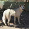 Peggy - Zuhause gesucht