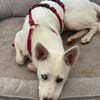 Peggy - Zuhause gesucht
