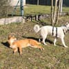 Idefix ist bereit für sein neues Leben!