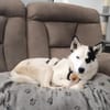 Idefix ist bereit für sein neues Leben!