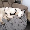Idefix ist bereit für sein neues Leben!