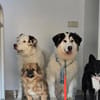 Wer schenkt Bud ein artgerechtes Zuhause